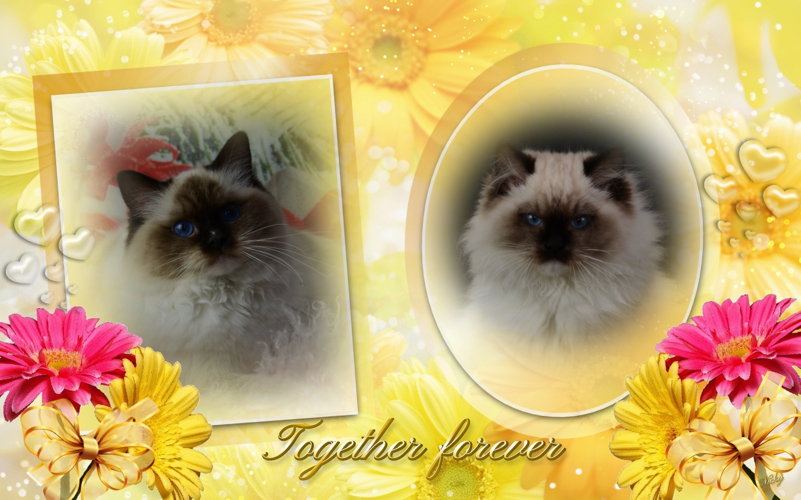 Eng uzun ayol nipellarining erotik fotosuratlari